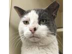 Adopt Ronald a Gray or Blue (Mostly) Domestic Shorthair / Mixed (short coat) cat