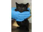 Adopt Todd a Domestic Shorthair / Mixed cat in Raleigh, NC (33760390)
