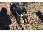 Adopt Buddy Owner Died Kids Cats Dogs! a Black Mastiff / Boxer / Mixed dog in