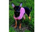 Adopt Saweetie a Miniature Pinscher / Mixed dog in Pittsburg, CA (33760278)