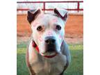 Adopt *MAHOGANY a Tan/Yellow/Fawn - with White American Pit Bull Terrier / Mixed
