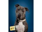 Adopt Stoney a Gray/Blue/Silver/Salt & Pepper American Staffordshire Terrier /