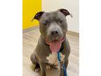 Adopt Kade a Gray/Silver/Salt & Pepper - with White American Pit Bull Terrier /