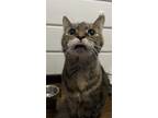 Adopt Gloria a Tortoiseshell American Shorthair / Mixed (short coat) cat in