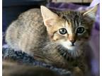 Adopt Clio a Brown Tabby Domestic Shorthair / Mixed (short coat) cat in Los