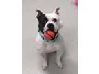 Adopt Kane a White American Pit Bull Terrier / Mixed dog in South Abington