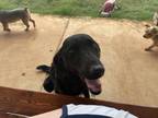 Adopt Roxie a Black Labradoodle / Mixed dog in Grandview, TX (33740478)