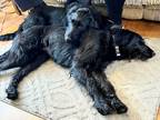 Adopt Bessie & Bruno a Black Schnauzer (Standard) / Poodle (Standard) / Mixed