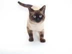 Adopt *HERSHEY a Brown or Chocolate Siamese / Mixed (short coat) cat in Burbank