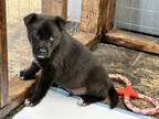 Adopt Baloo a Black - with White German Shepherd Dog / Husky / Mixed dog in