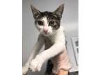 Adopt Abby a White Domestic Shorthair / Domestic Shorthair / Mixed cat in