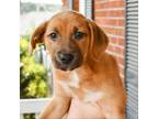 Adopt Stevie Budd 11661 a Tan/Yellow/Fawn Mixed Breed (Medium) / Mixed dog in