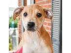 Adopt Johnny Rose 11663 a Tan/Yellow/Fawn Mixed Breed (Medium) / Mixed dog in