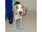 Adopt JoJo a White - with Tan, Yellow or Fawn Hound (Unknown Type) / Mixed dog