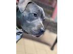 Adopt Sparty a Gray/Blue/Silver/Salt & Pepper American Pit Bull Terrier / Mixed