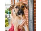 Adopt Jocelyn Schitt 11665 a Tan/Yellow/Fawn Mixed Breed (Medium) / Mixed dog in