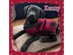 Adopt Kenny a Black - with White Labrador Retriever / Mixed dog in Joliet