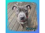 Adopt Perry a Gray/Silver/Salt & Pepper - with White Terrier (Unknown Type