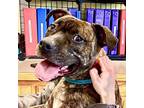 Adopt Dallas a Black American Staffordshire Terrier / Mixed dog in Canastota