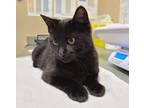Adopt Biscotti a Domestic Shorthair / Mixed cat in Sechelt, BC (33758954)