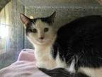 Adopt Tootles a All Black Domestic Shorthair / Domestic Shorthair / Mixed cat in