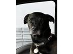 Adopt Sully a Black Labrador Retriever / Mixed dog in Central Point