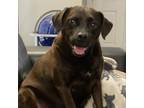 Adopt Cooper a Brown/Chocolate Beagle / Labrador Retriever / Mixed dog in
