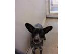 Adopt WINSTON a Merle Australian Cattle Dog / Mixed dog in Temple, TX (33758164)