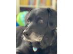 Adopt Anastasia a Labrador Retriever dog in Tampa, FL (33758541)