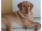 Adopt Ezra aka Izzy a Red/Golden/Orange/Chestnut Labrador Retriever / Mixed dog