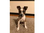 Adopt Bonnie a Red/Golden/Orange/Chestnut - with White American Pit Bull Terrier