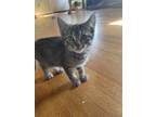 Adopt Walter a Gray, Blue or Silver Tabby Domestic Shorthair / Mixed (short