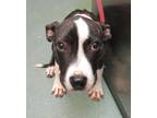 Adopt Rocky a American Staffordshire Terrier / Mixed dog in Raleigh