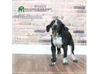 Adopt Wellington a Black - with Gray or Silver Hound (Unknown Type) / Mixed dog