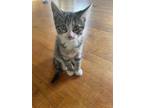 Adopt Star a Calico or Dilute Calico Domestic Shorthair / Mixed (short coat) cat