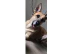 Adopt Bella a Tan/Yellow/Fawn German Shepherd Dog / Mixed dog in Inverness