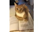 Adopt Gnar a Orange or Red Tabby Domestic Shorthair / Mixed (short coat) cat in