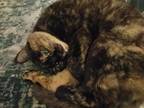Adopt Mae a Tortoiseshell Domestic Shorthair / Mixed (short coat) cat in