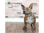 Adopt Brownie a Brindle Terrier (Unknown Type, Medium) / Mixed dog in