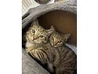 Adopt Tabby Brothers a Brown Tabby Domestic Shorthair / Mixed (short coat) cat