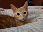 Adopt PUMPKIN SPICE LATTE a Orange or Red Tabby Domestic Longhair / Mixed (long