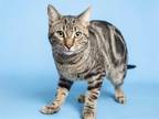 Adopt DRAGONFRUIT a Brown Tabby Domestic Shorthair / Mixed (short coat) cat in