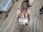 Adopt Precious a Red/Golden/Orange/Chestnut Husky / Mixed dog in Lynnwood