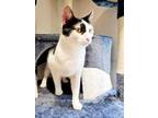 Adopt Saffron a White Domestic Shorthair / Domestic Shorthair / Mixed cat in