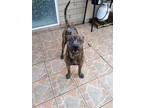 Adopt Z Tyga a Brindle Dutch Shepherd / Mixed dog in Miami, FL (33757809)