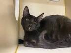 Adopt Kyle a All Black Domestic Shorthair / Domestic Shorthair / Mixed cat in