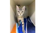 Adopt Libby a All Black Domestic Shorthair / Domestic Shorthair / Mixed cat in