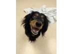 Adopt Sparky a Black Dachshund / Mixed dog in Westland, MI (33757980)