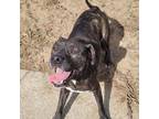 Adopt Bunny a Brindle Mountain Cur / Feist / Mixed dog in Leesburg