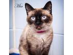 Adopt Mia a White (Mostly) Siamese / Mixed cat in Leesburg, FL (33757535)
